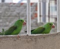 Green parakeet bird behind a metal rail, Sao Paulo, Brazil. Foto maritaca na grade. Periquito rico comendo sementes.