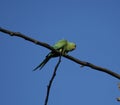 Green parakeet on a branch