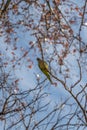 Green Parakeet in the branches of the trees in front of the blue sky