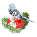 Blue parakeet Budgerigar, home pet , pet parakeet or budgie or shell parakeet with tropical flowers floral arrangement with