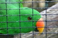 Green parakeet in cage