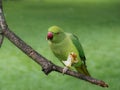 Green parakeet eating an apple