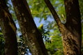 A green parakeet feeding on a tree trunk.