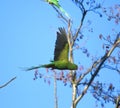 Green parakeet in flight