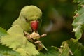 Green parakeet London park