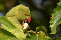 Green parakeet London park