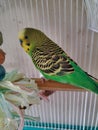 Green parakeet pajarito Royalty Free Stock Photo