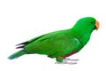 Green Parakeet parrot isolated