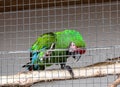 Green Parakeet Parrot in a cage at the Zoo Royalty Free Stock Photo