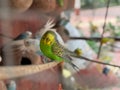 A green parakeet is perched on a branch in a cage Royalty Free Stock Photo