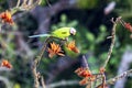 Green Parakeet Perched on Bright Orange Blossoms Among Branches in Nature During Spring Sunlight Royalty Free Stock Photo