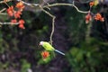 Green Parakeet Perched on Bright Orange Blossoms Among Branches in Nature During Spring Sunlight Royalty Free Stock Photo