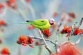 Green Parakeet Perched on Bright Orange Blossoms Among Branches in Nature During Spring Sunlight Royalty Free Stock Photo