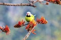 Green Parakeet Perched on Bright Orange Blossoms Among Branches in Nature During Spring Sunlight Royalty Free Stock Photo