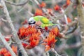 Green Parakeet Perched on Bright Orange Blossoms Among Branches in Nature During Spring Sunlight Royalty Free Stock Photo