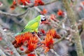 Green Parakeet Perched on Bright Orange Blossoms Among Branches in Nature During Spring Sunlight Royalty Free Stock Photo