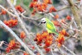 Green Parakeet Perched on Bright Orange Blossoms Among Branches in Nature During Spring Sunlight Royalty Free Stock Photo