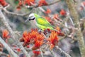 Green Parakeet Perched on Bright Orange Blossoms Among Branches in Nature During Spring Sunlight Royalty Free Stock Photo