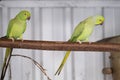 Green parakeet, red beak, sits on a branch. Selective focus Royalty Free Stock Photo