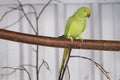 Green parakeet, red beak, sits on a branch. Selective focus Royalty Free Stock Photo