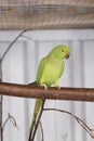 Green parakeet, red beak, sits on a branch. Selective focus Royalty Free Stock Photo