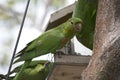 Green parakeet with red and yellow on face and wings at feeder