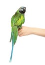 Green parakeet on a white background