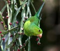 Green parakeet on twig