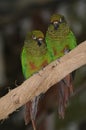 Green Parakeets Royalty Free Stock Photo