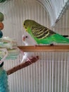 Green parakeets Royalty Free Stock Photo