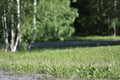 Green park area with a gravel path, lawn or grass, birch trees and forest on a sunny spring or summer day. Subjective focus on the Royalty Free Stock Photo