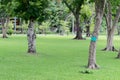 Green Park , couple trees , rich lawn