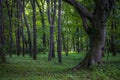 Green park garden in a city.TOKYO JAPAN. Royalty Free Stock Photo