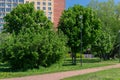 Green park with grass, trees, pond, yellow flowering dandelions, walking path, trail, footpath near lamp, street lantern