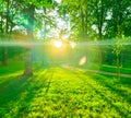 Green park with lawn and trees in a city at sunset. Beautiful panorama of green city park at dawn Royalty Free Stock Photo