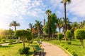 Green park with palms in the center of Cairo and view on the TV Tower, Egypt