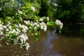 Green park with ponds and old water mill in central part of Eindhoven city, North Brabant, Netherlands in spring time