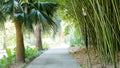 Green park with road, path to bamboo trees alley and palm trees. Beauty nature landscape. Royalty Free Stock Photo
