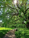 Green park scenery during a beautiful sunny day with lush vegetation of trees and grass. City parks for relaxation and enjoyment. Royalty Free Stock Photo