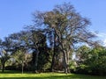 Green park with three tall trees against blue sky