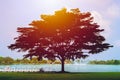 Green park under shadow of silhouette big tree Royalty Free Stock Photo