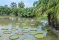 Green park with Victoria Waterlily