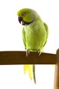 Green parrot Royalty Free Stock Photo