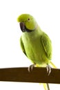 Green parrot Royalty Free Stock Photo