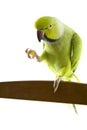 Green parrot Royalty Free Stock Photo