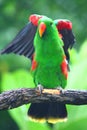 Green parrot