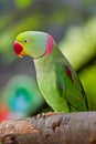 Green parrot Royalty Free Stock Photo