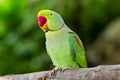 Green parrot Royalty Free Stock Photo