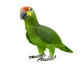 Green parrot Royalty Free Stock Photo