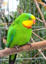 Green parrot